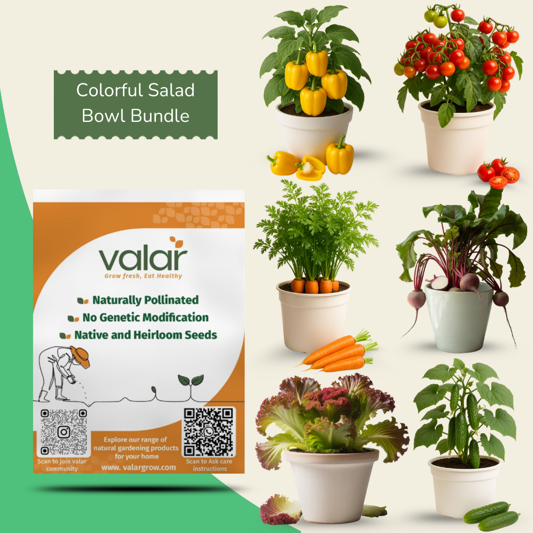 Colorful Salad Bowl Bundle (Cherry Tomato, Yellow Bell Pepper, Carrot, Cucumber, Beetroot & Lettuce Lola Rosa)