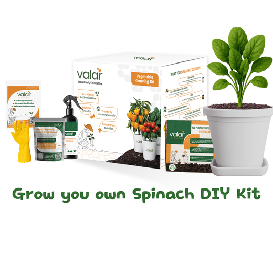 🌱 Valar Spinach Growing Kit | All-in-One Home Gardening Set 🌿 (Pack of 1 - Big) | Reusable Pot + Organic Seeds + Fertilizers