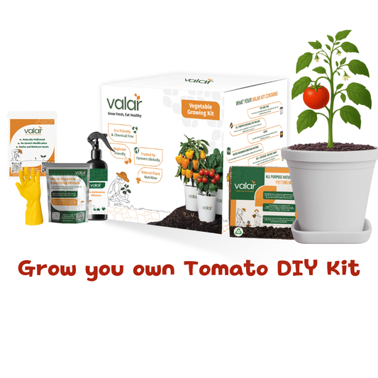 🌱 Valar Tomato Growing Kit | All-in-One Home Gardening Set 🌿 (Pack of 1 - Big) | Reusable Pot + Organic Seeds + Bio-Fertilizers