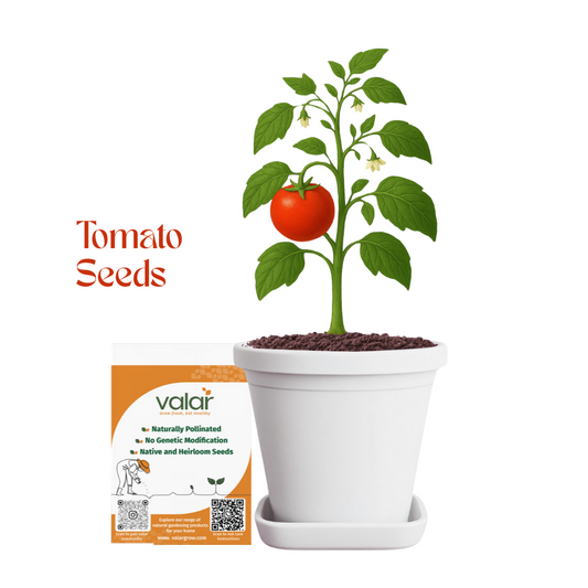 Valar Tomato Seeds 🍅 | Open Pollinated Non-GMO Seeds 🌱 | Home Gardening, Balcony Farming, Juicy Veggies