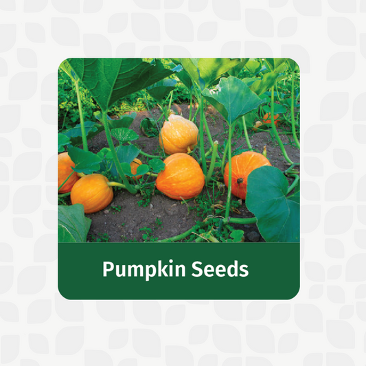 Valar Pumpkin Seeds 🎃 | Non-GMO, Festive Giant | Halwa, Soups & Zero-Waste Magic
