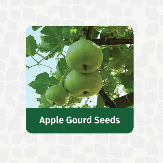 Valar Apple Gourd Seeds 🍏 | Non-GMO, Mini Marvel | Cool Curries, Humble Harvest