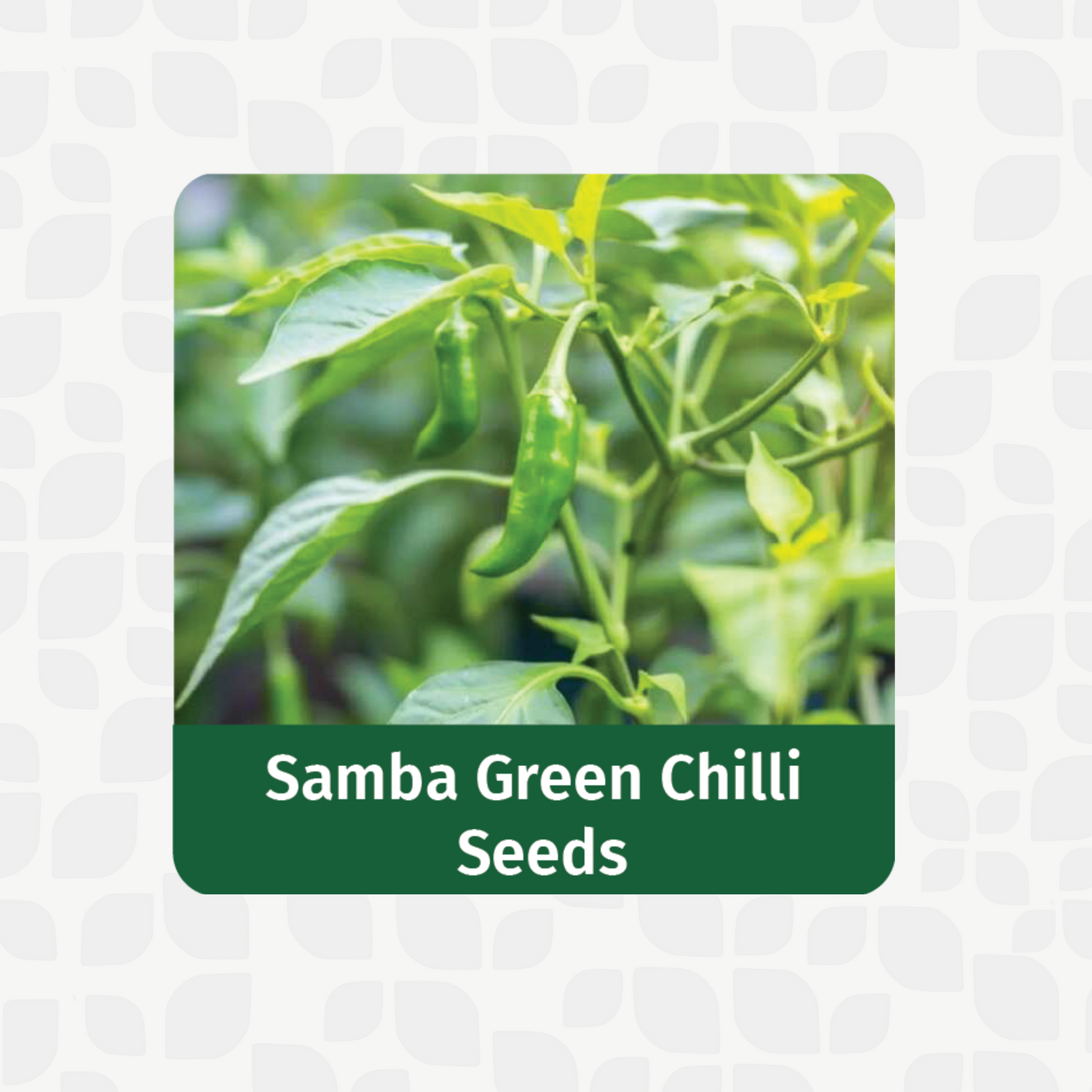 Organic Samba Green Chilli Seeds