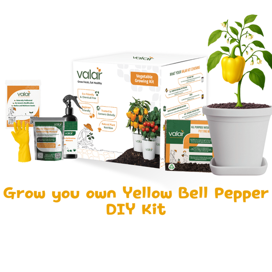 🌱 Valar Capsicum Growing Kit | All-in-One Home Gardening Set 🌿 (Pack of 1 - Big) | Reusable Pot + Organic Seeds + Bio-Fertilizers
