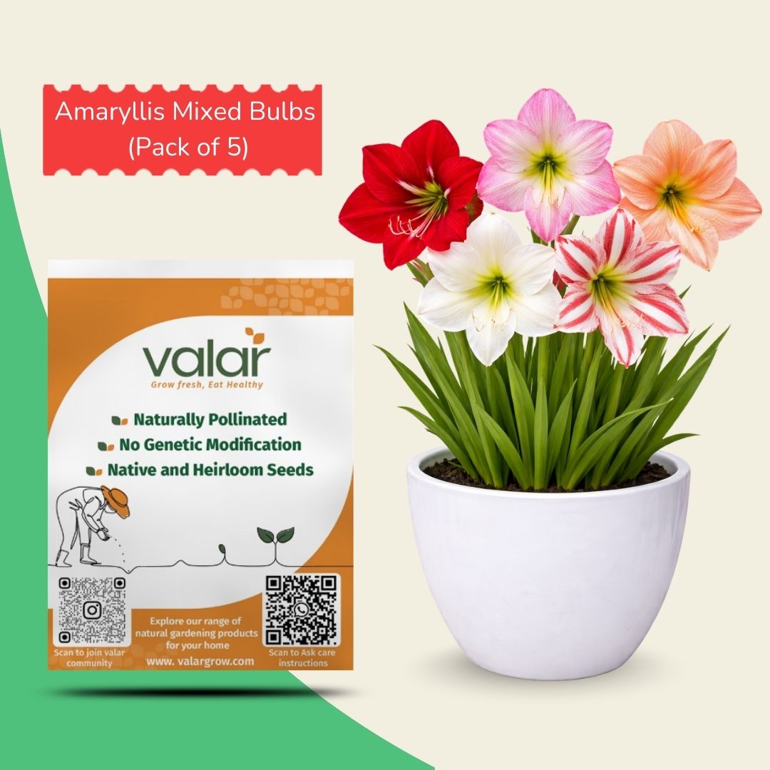 Amaryllis Mixed Lily Bulbs [Pack of 5]