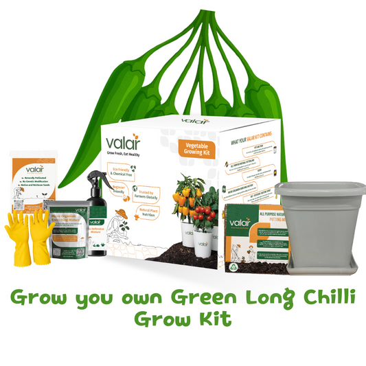 🌱 Valar Long Green Chilli Growing Kit | All-in-One Home Gardening Set 🌿 (Pack of 1 - Big) | Reusable Pot + Organic Seeds + Bio-Fertilizers