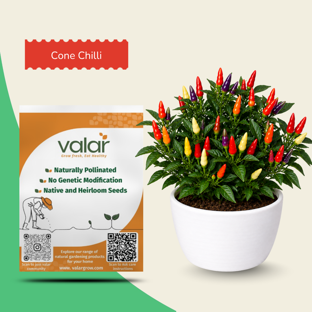 Organic Cone Chilli