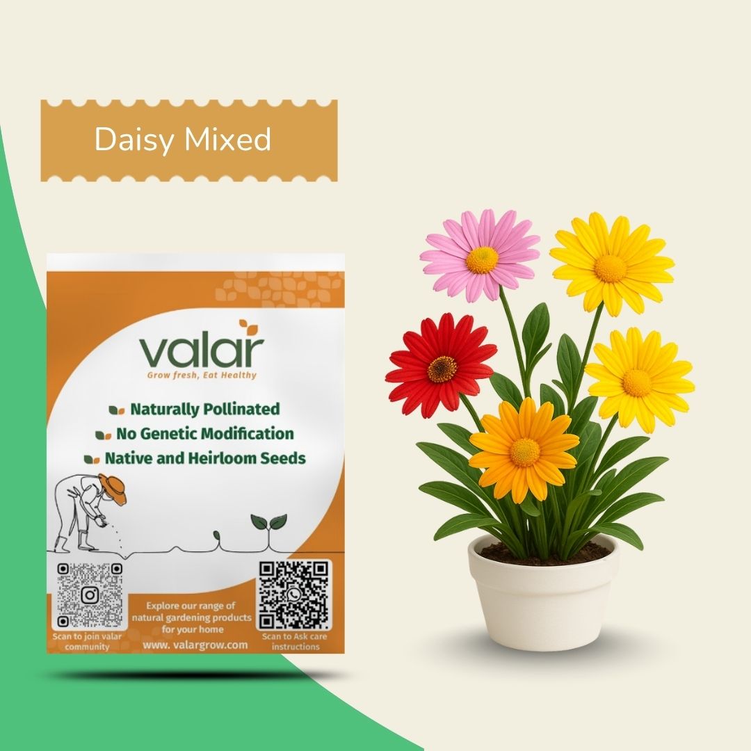 Daisy Mixed Seeds