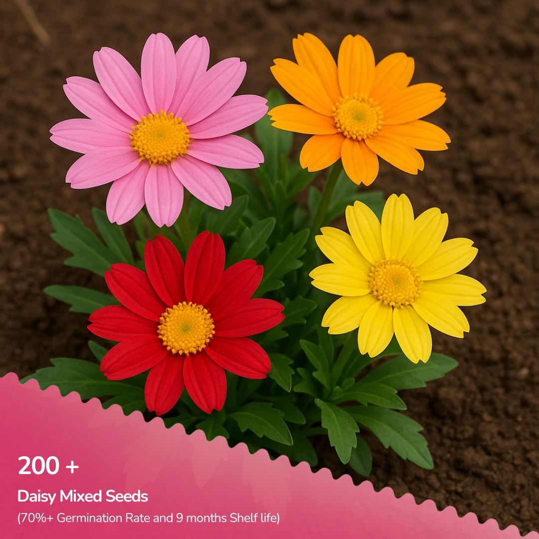 Daisy Mixed Seeds