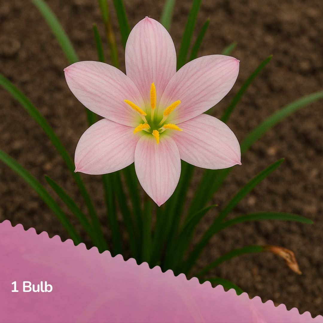 Fire Fly ( Rain Lilly Bulb)