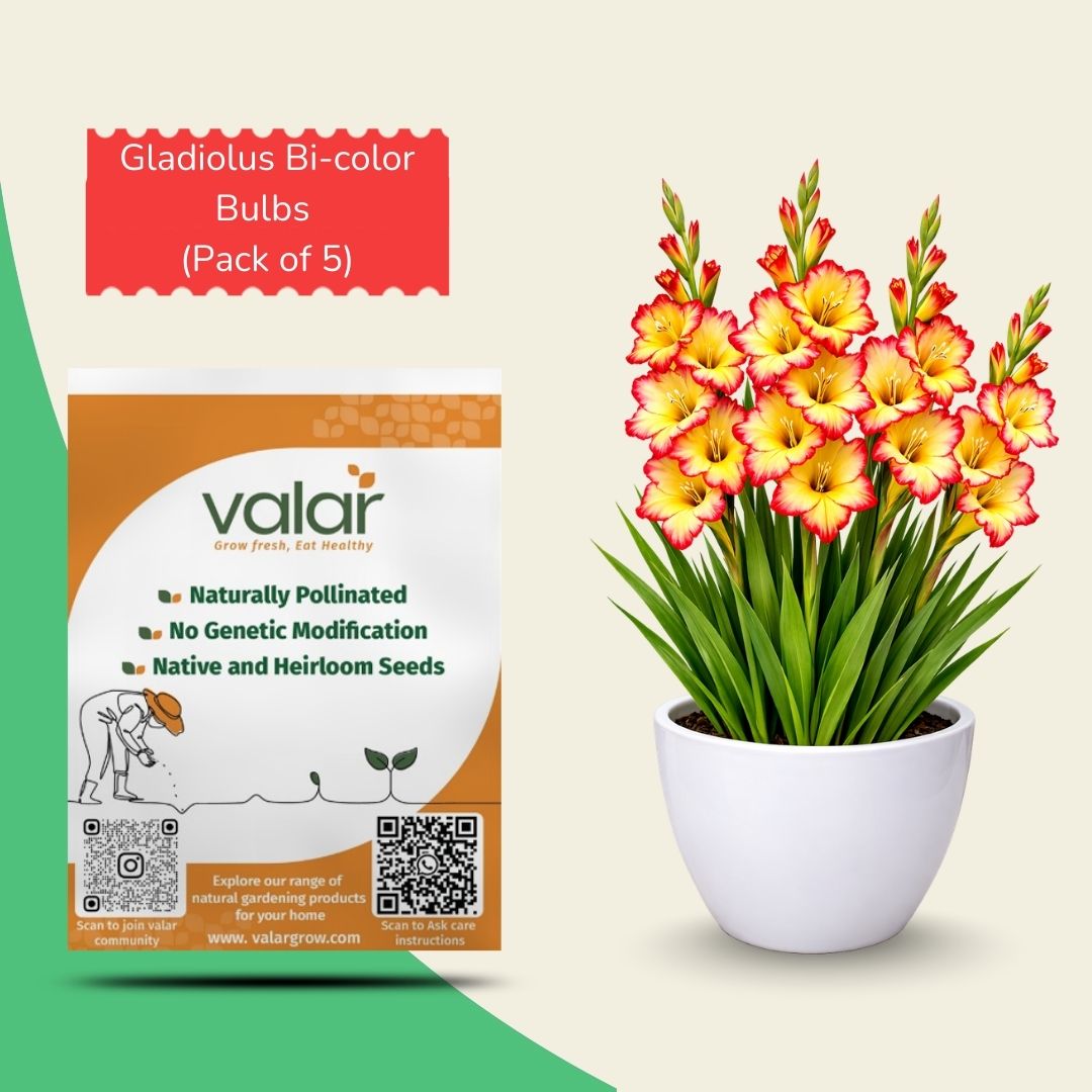 Pack of 5 Gladiolus Bulbs [Bi-Color]