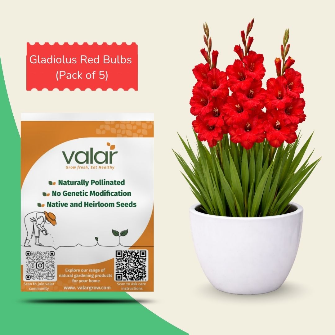 Pack of 5 Gladiolus Bulbs [ Red ]