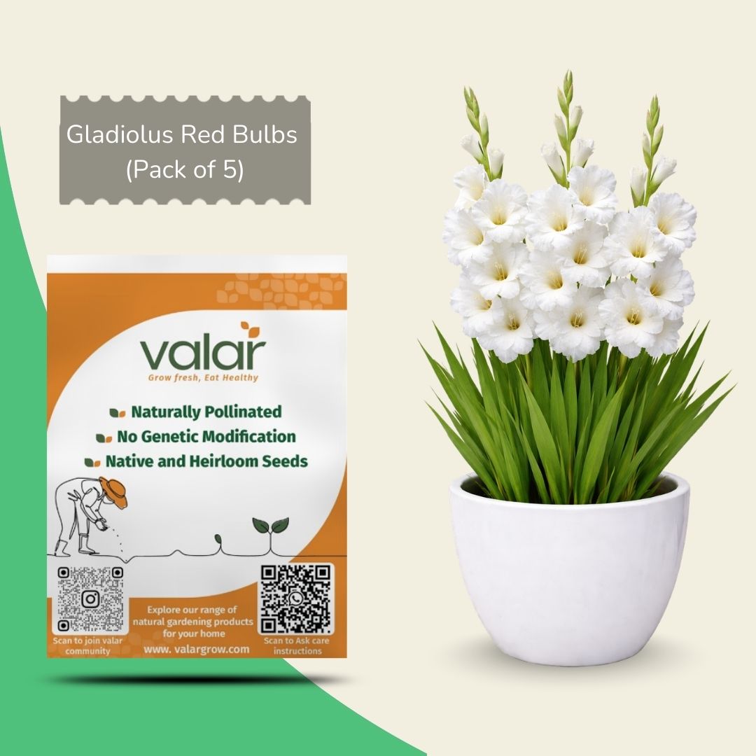 Pack of 5 Gladiolus Bulbs [ White ]
