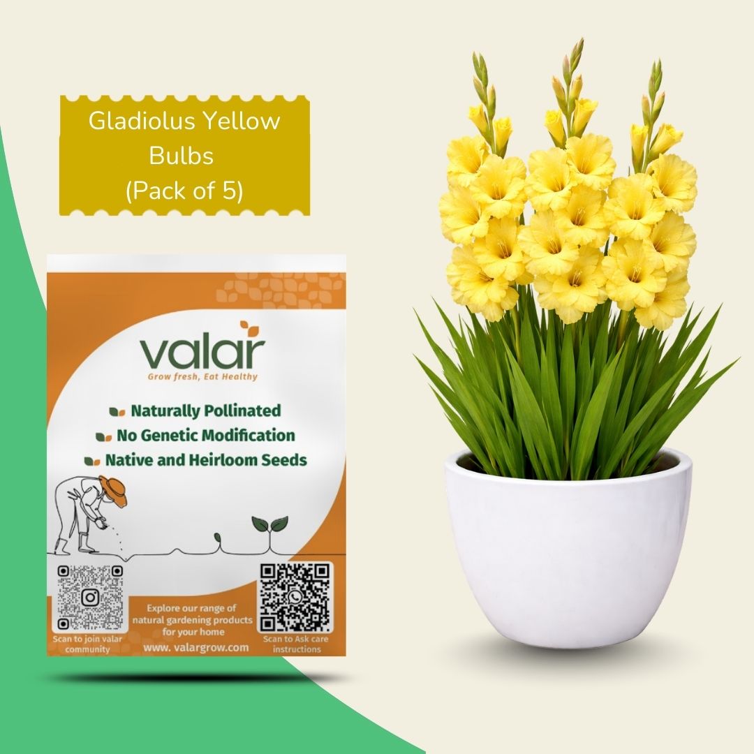 Pack of 5 Gladiolus Bulbs [ Yellow ]