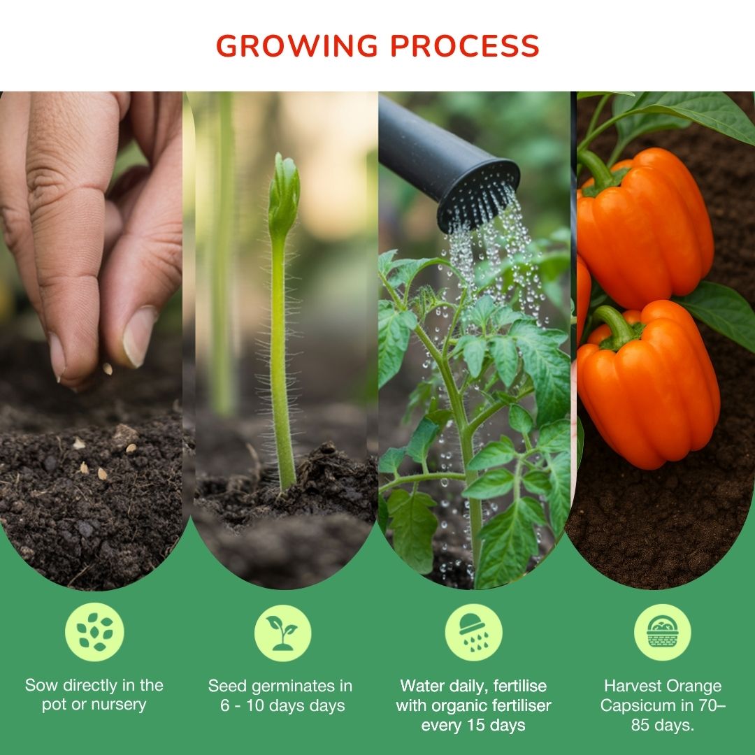 Organic Orange Bell Pepper