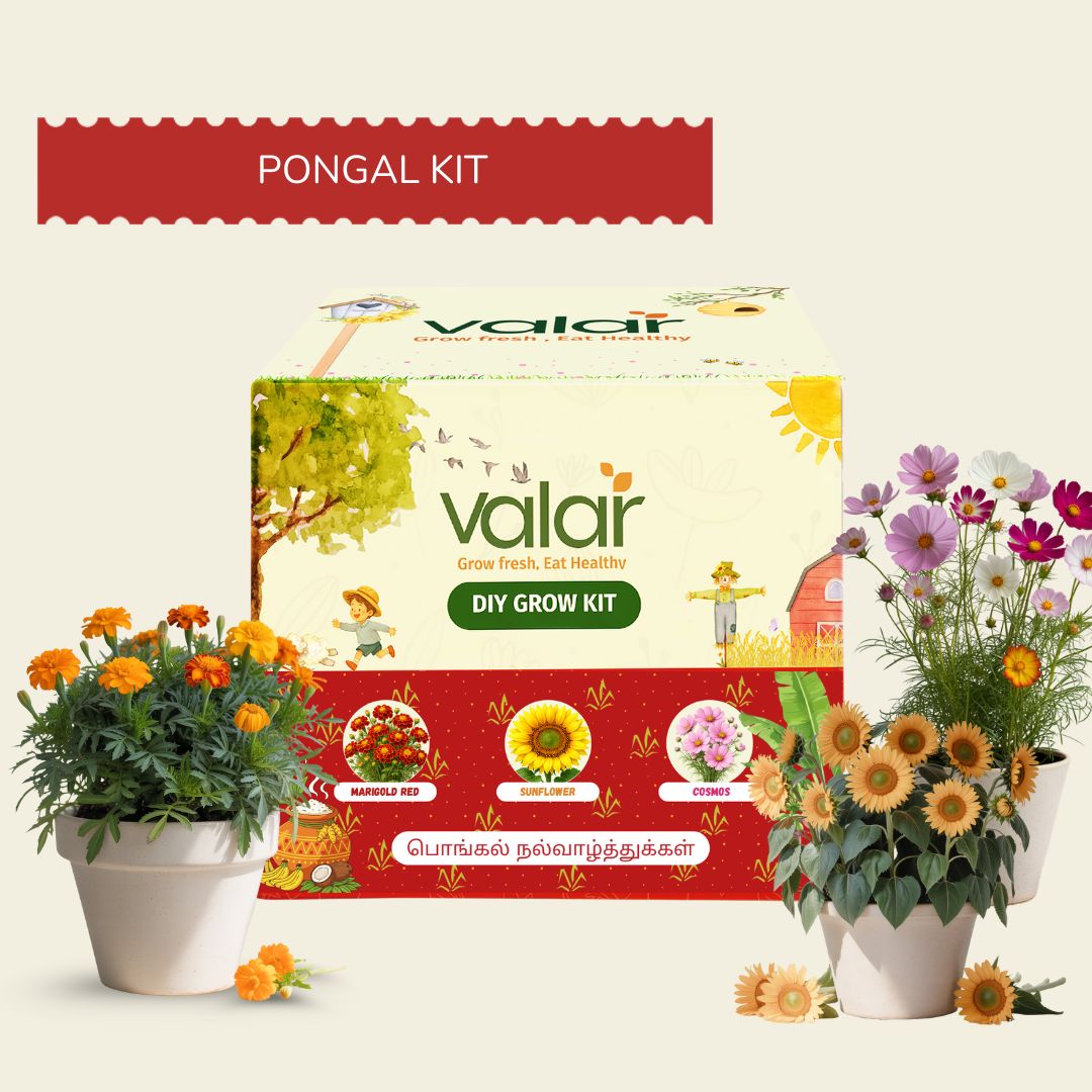 DIY Pongal Celebration Kit