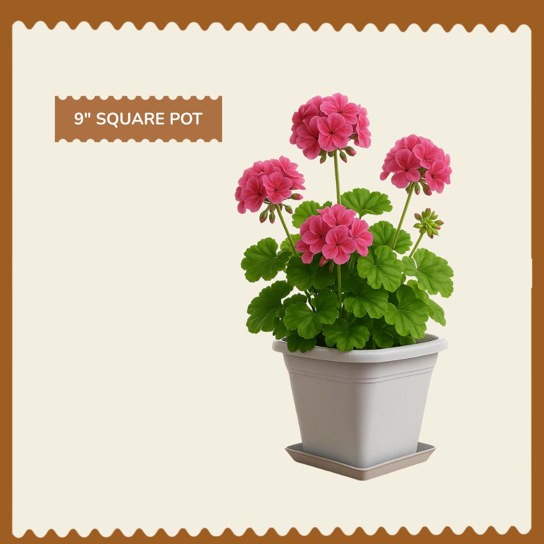 Valar 9 Inch Plastic Plant Pot (Pack of 5)for Herbs, Vegetables & Flowers | UV-Resistant, Crack-Proof Planter with Drainage Holes | Perfect for Balcony & Indoor Gardening