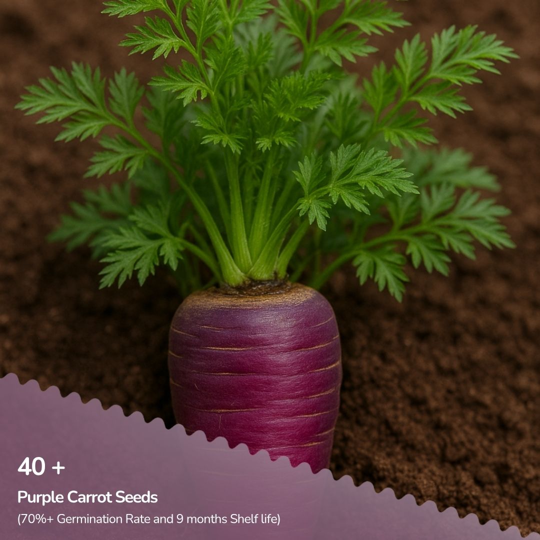 Organic Purple Carrot