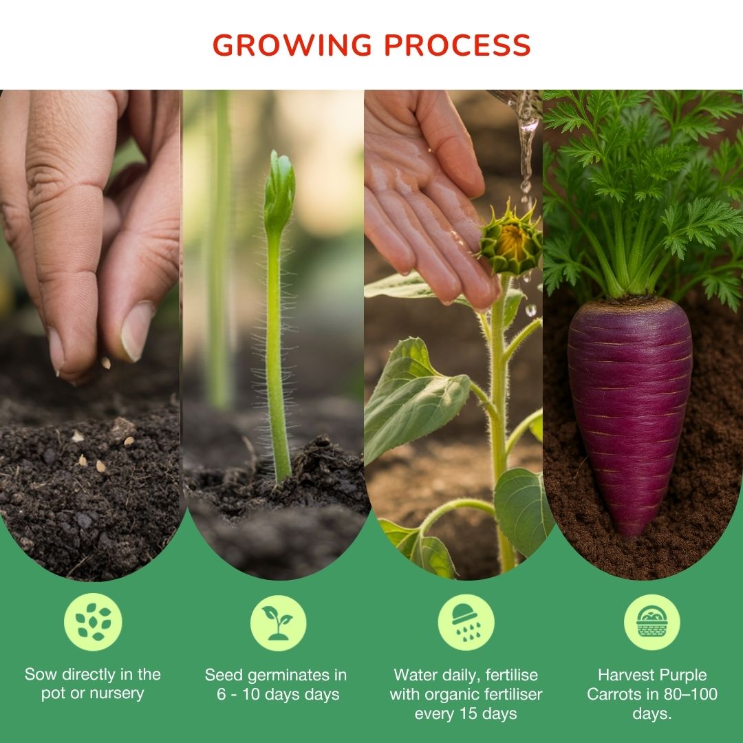 Organic Purple Carrot