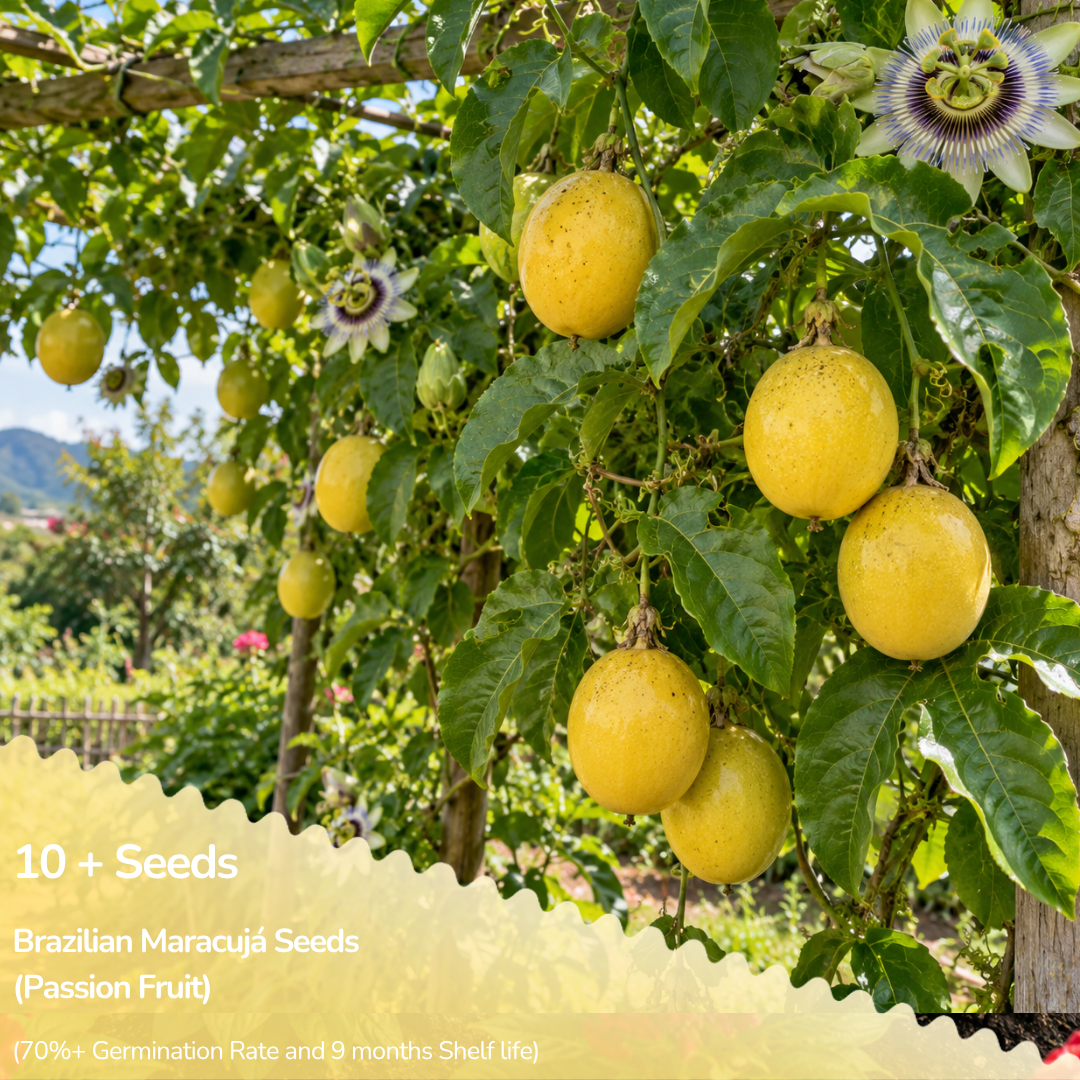 Brazilian Maracujá (Passion Fruit) Seeds