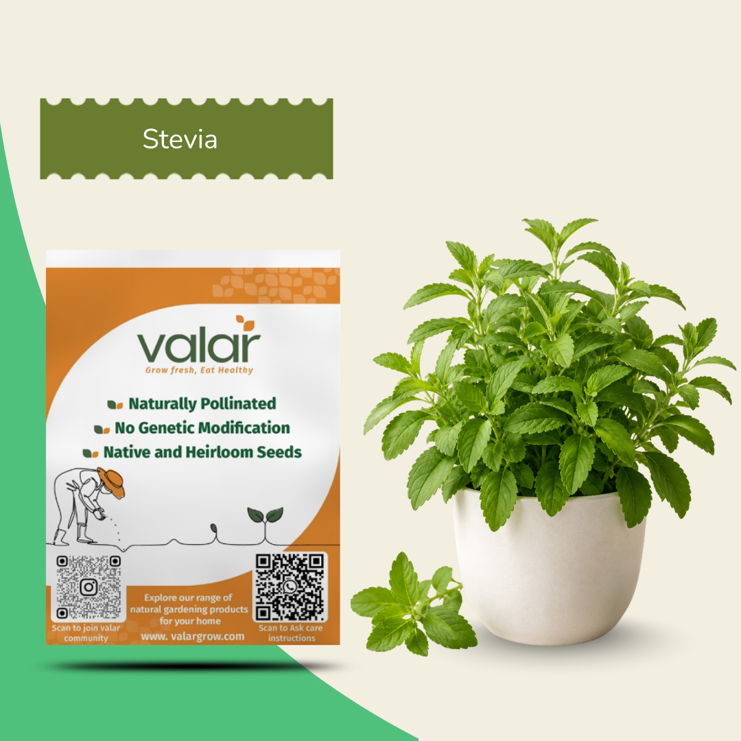 Organic Stevia Seeds
