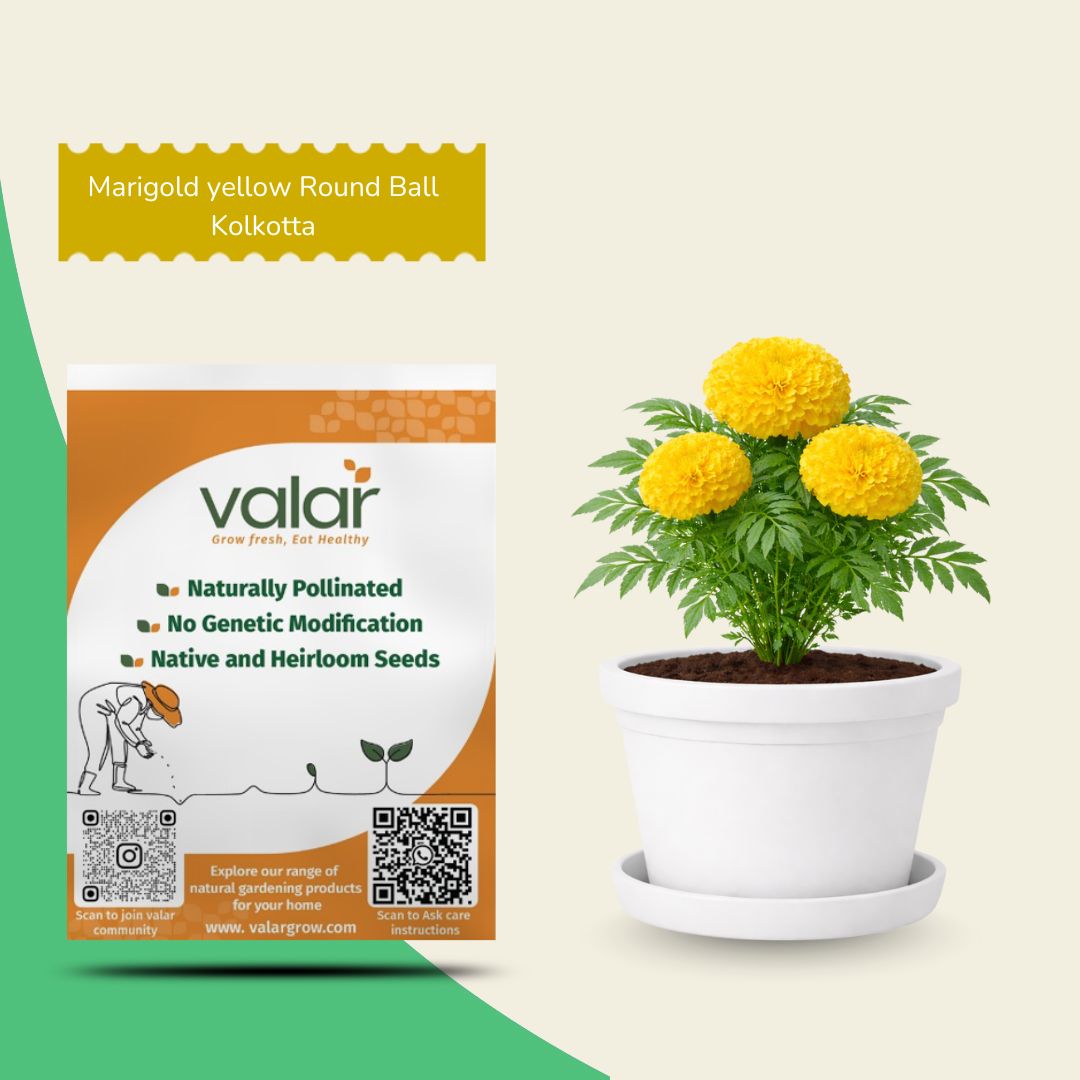 Marigold Yellow Round Ball Kolkotta Seeds