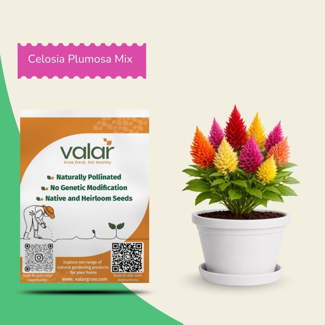 Celosia Plumosa Mix Seeds
