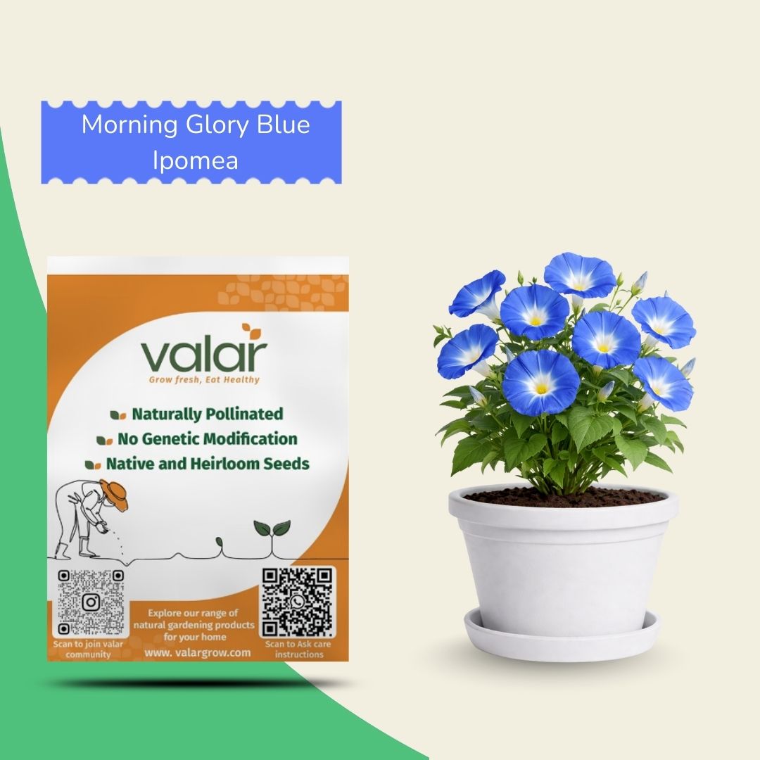 Morning Glory Blue Ipomea Seeds