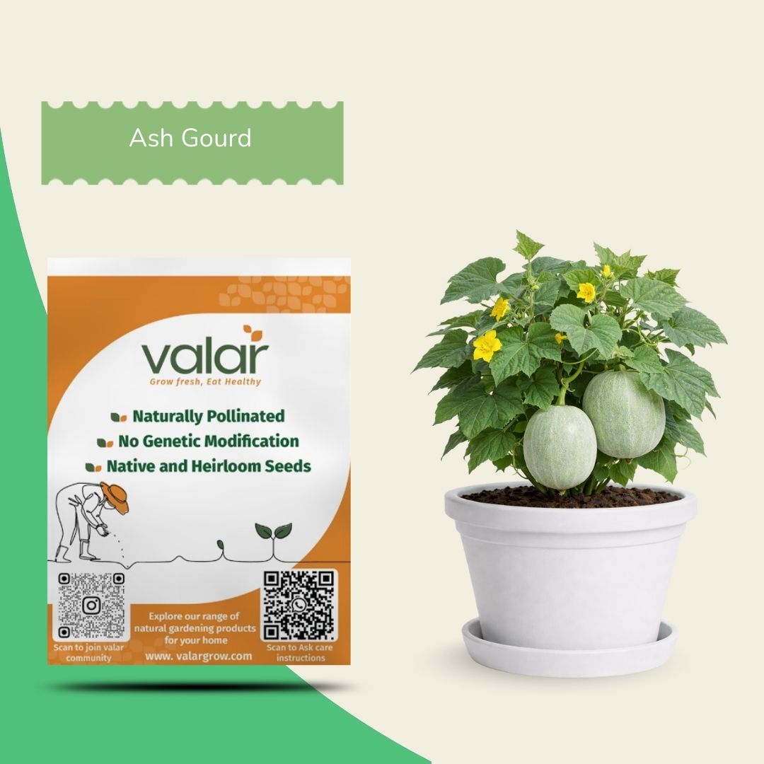 Organic Ash Gourd Seeds