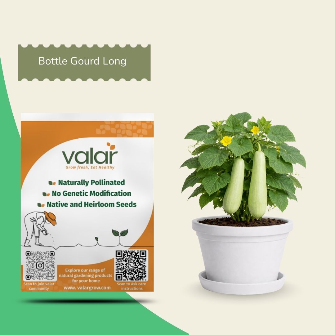 Organic Bottle Gourd Seeds