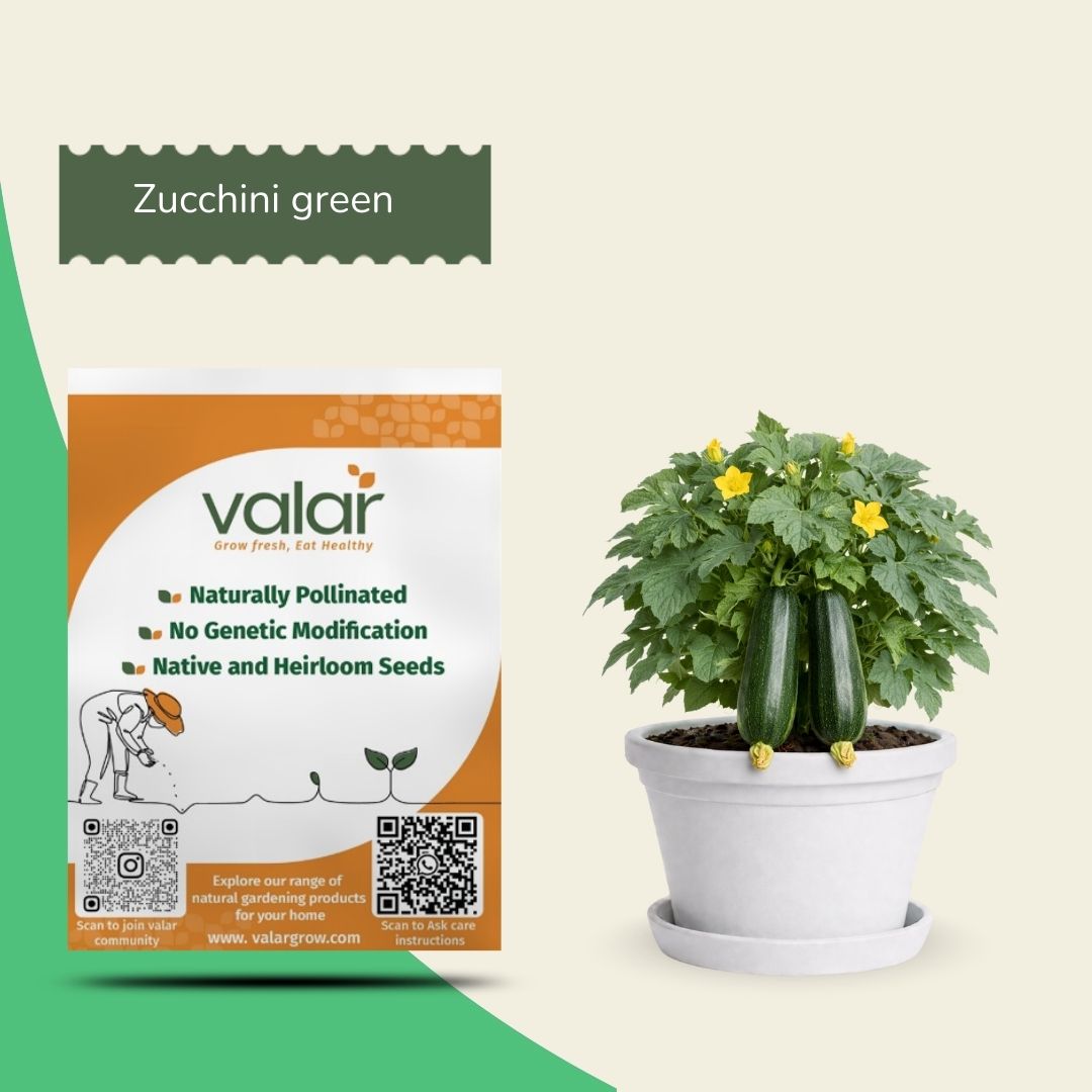 Organic Zucchini Green Seeds