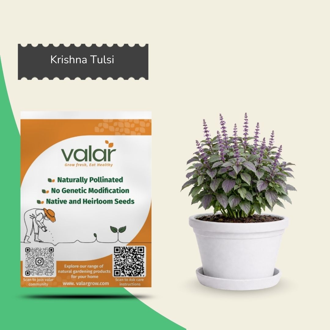 Organic Krishna Tulsi Seeds