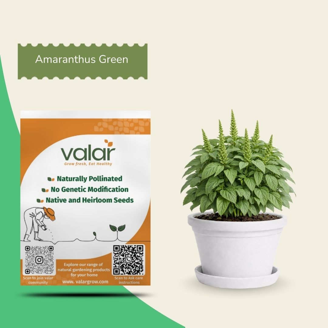 Organic Amaranthus Green Seeds