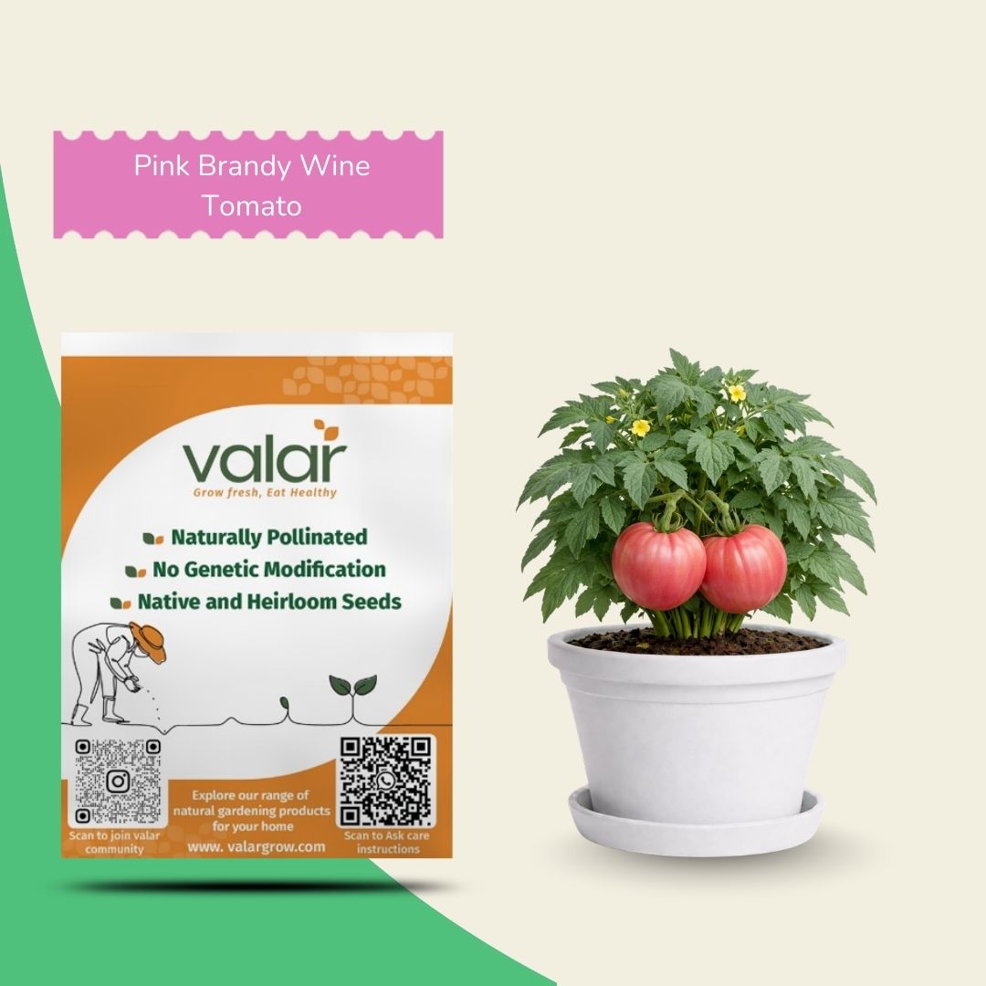 Organic Pink Brandy Wine Tomato Seeds