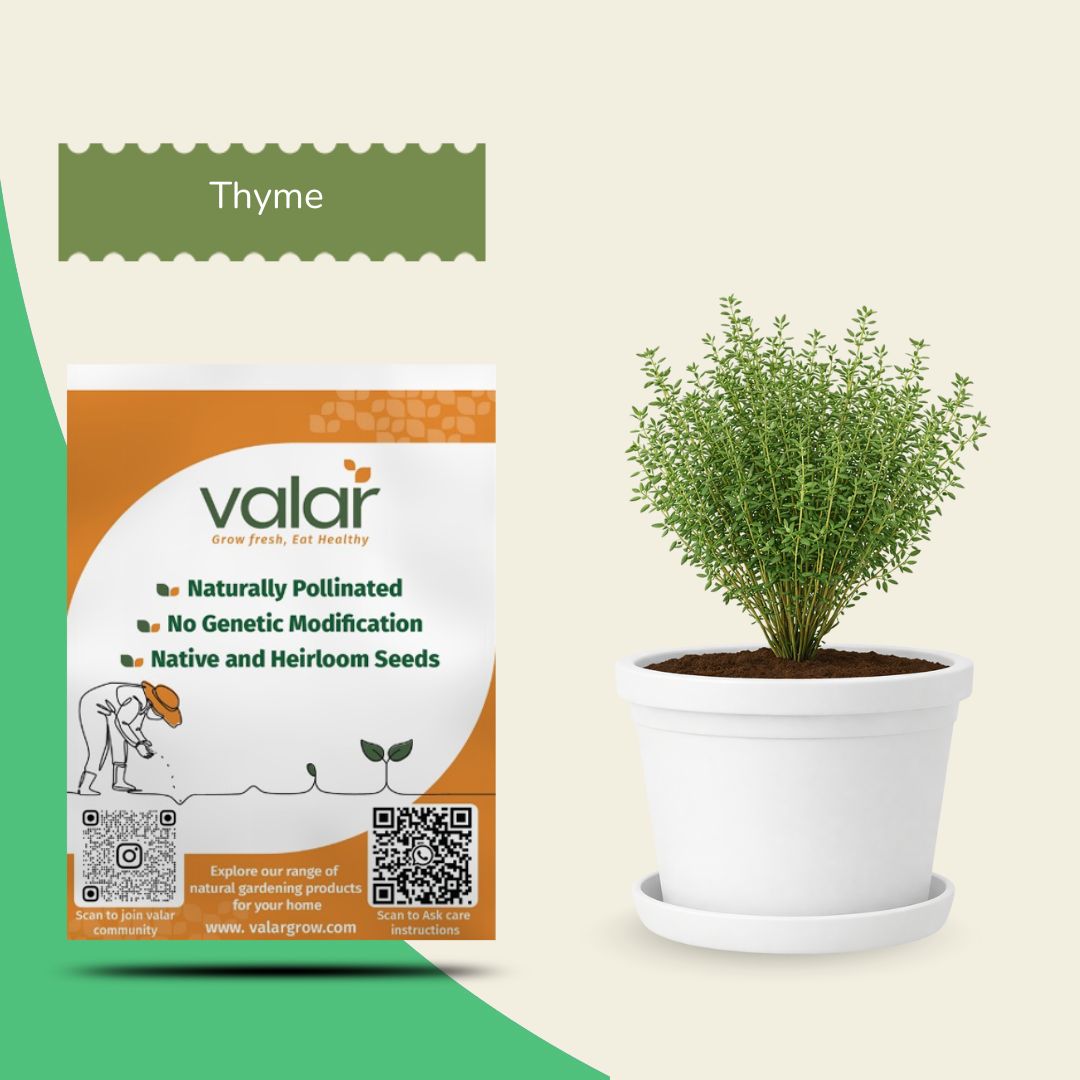 Thyme Seeds