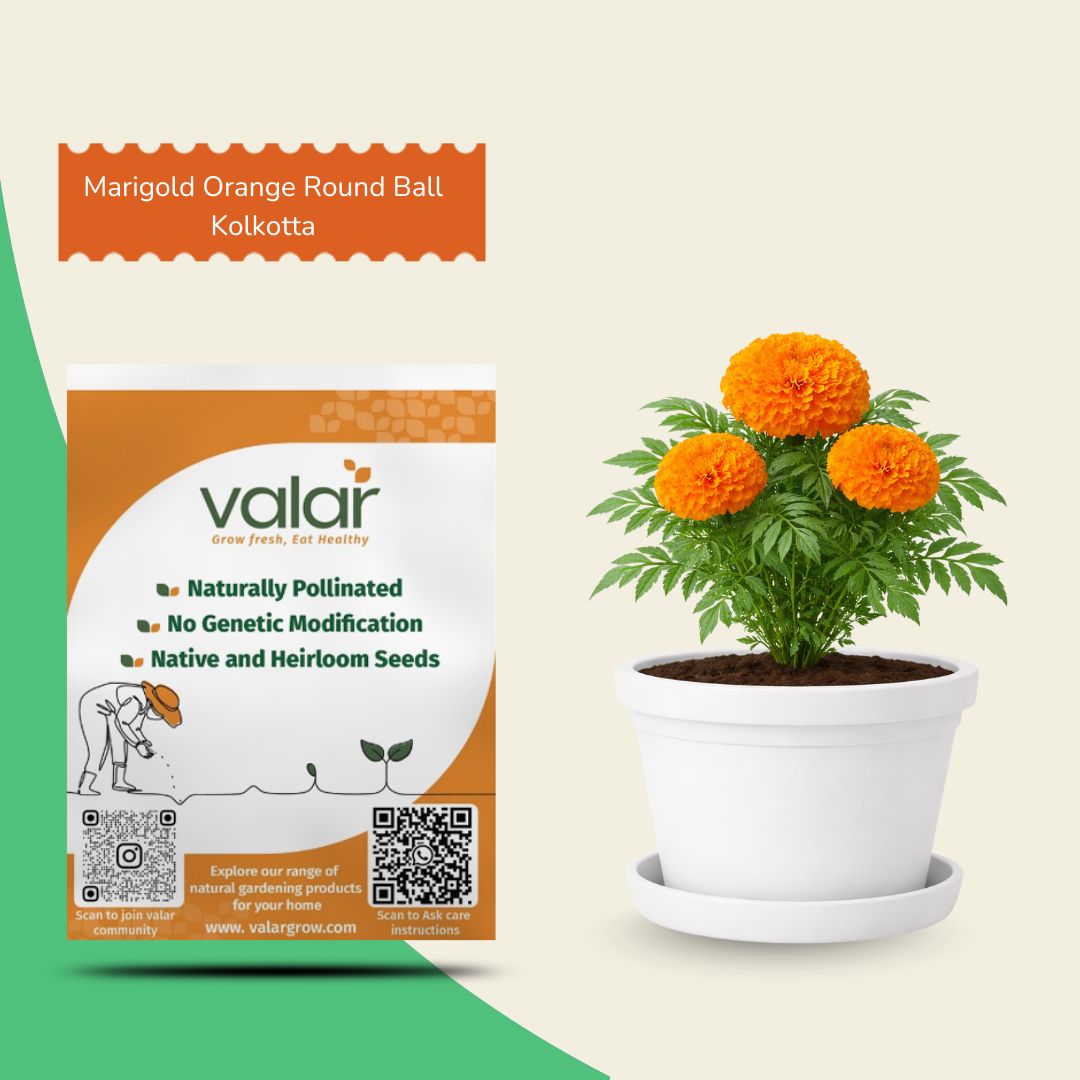Marigold Orange Round Ball Kolkotta Seeds