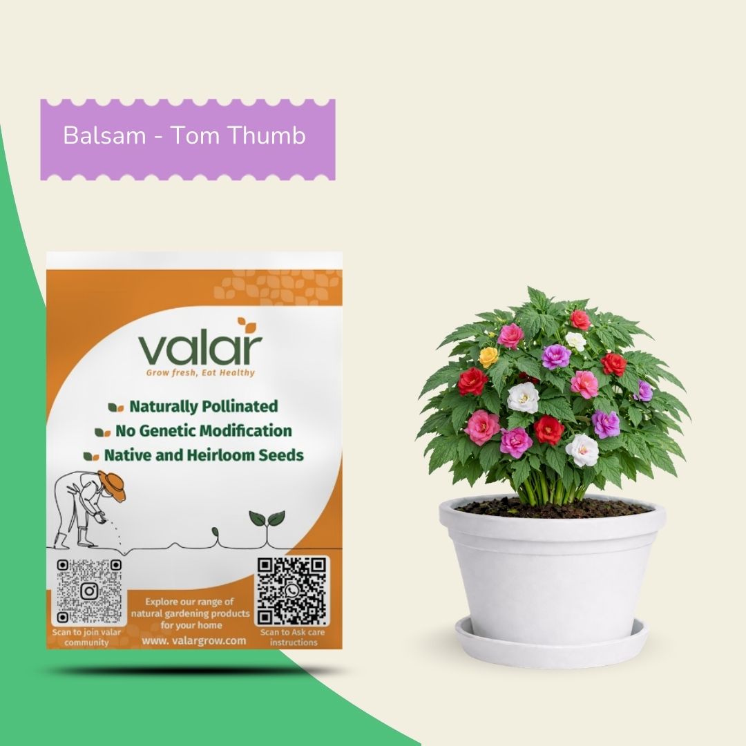 Balsam Tom Thumb Seeds