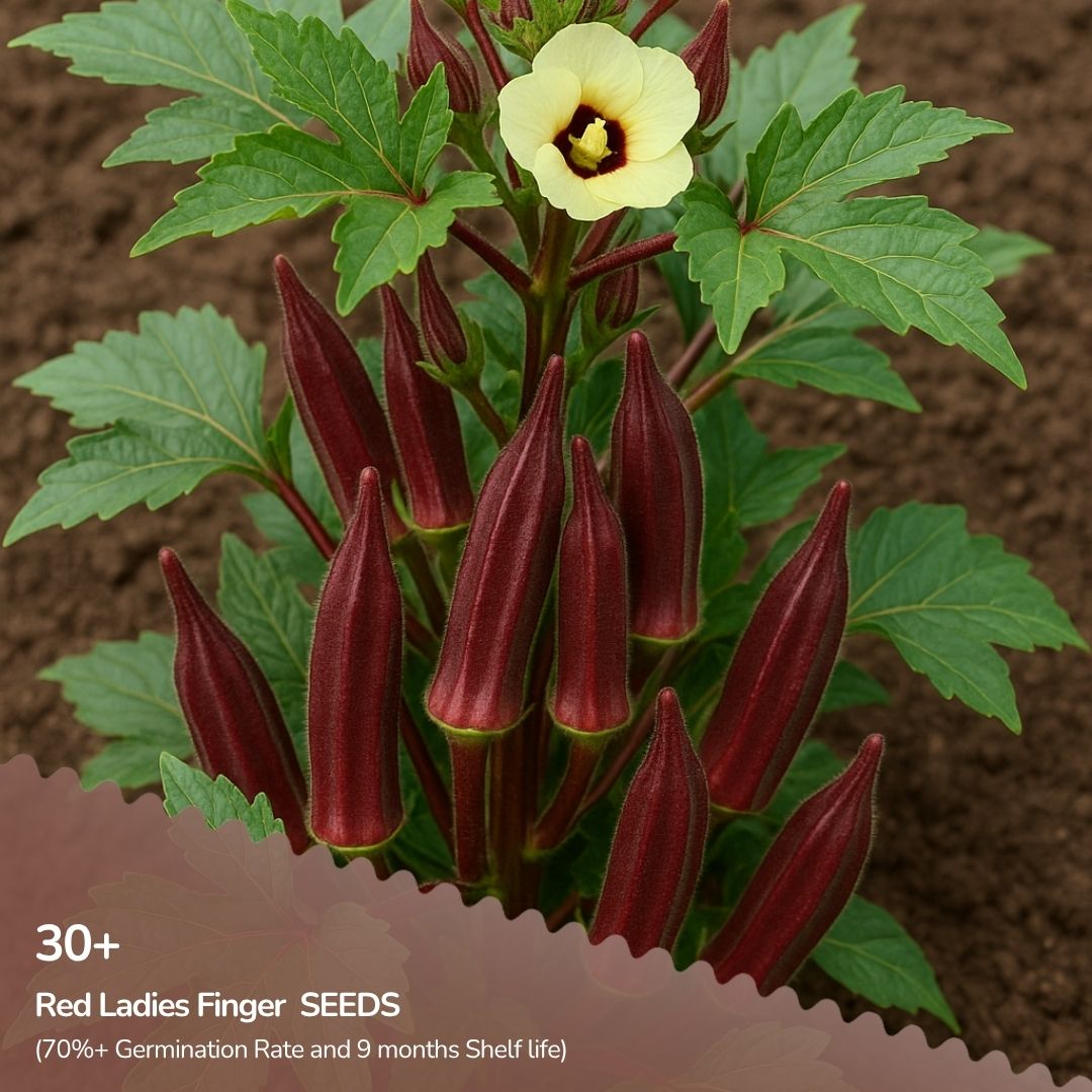 Red Okra Seeds
