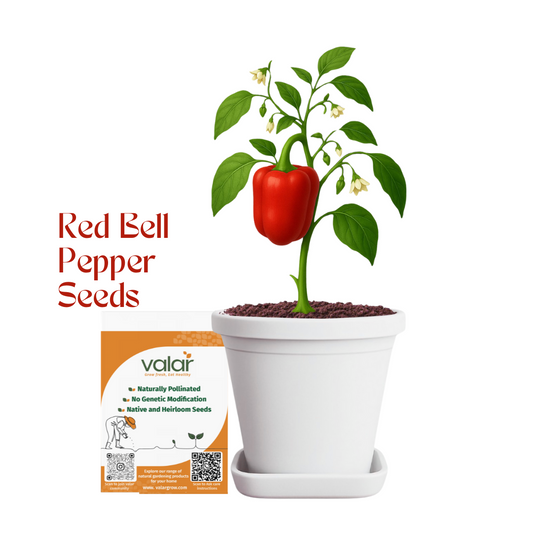 Valar Red Bell Pepper 🌶️ | Non-GMO, Sweet Immunity Boosters | Vibrant & Vitamin-C Rich