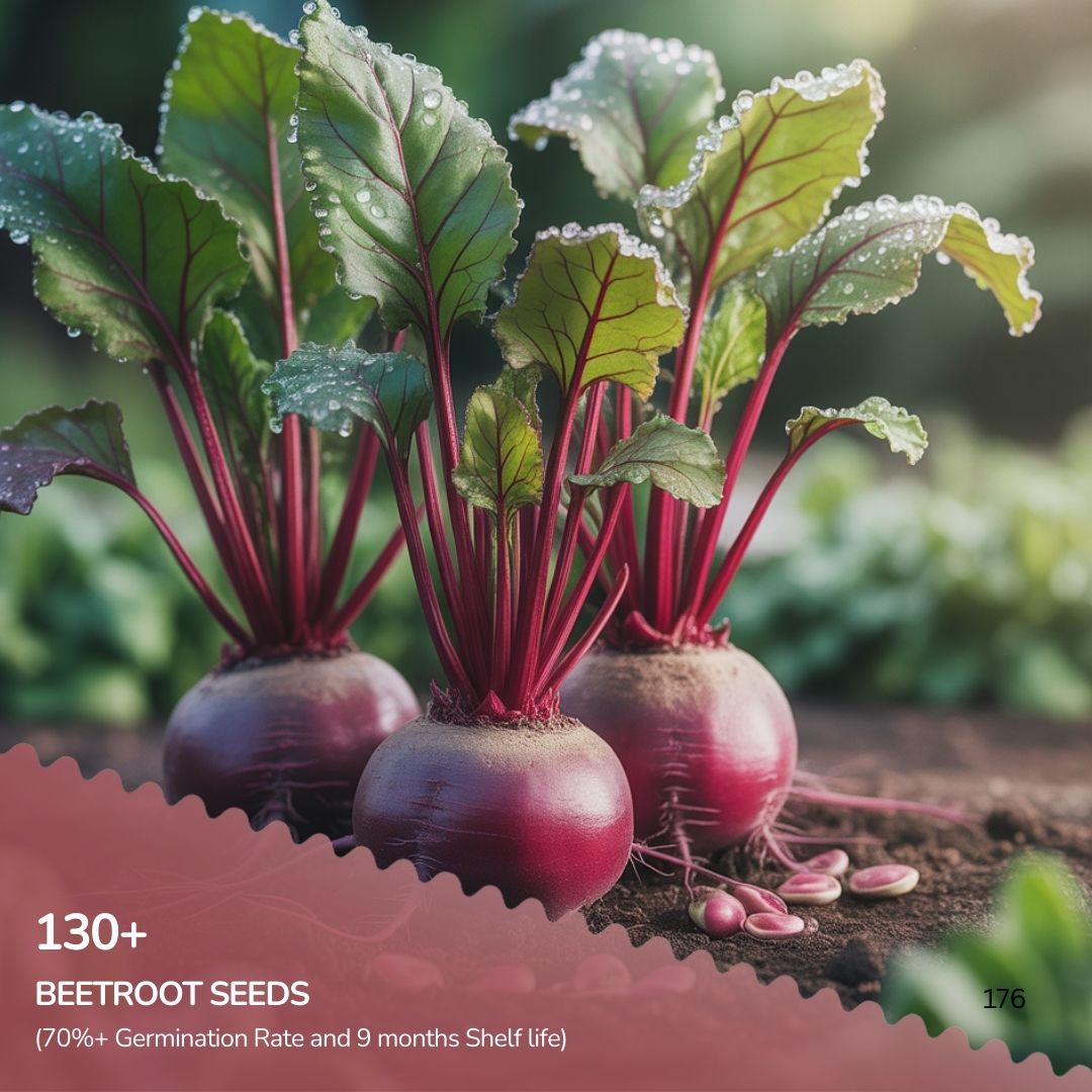 Organic Beetroot Seeds