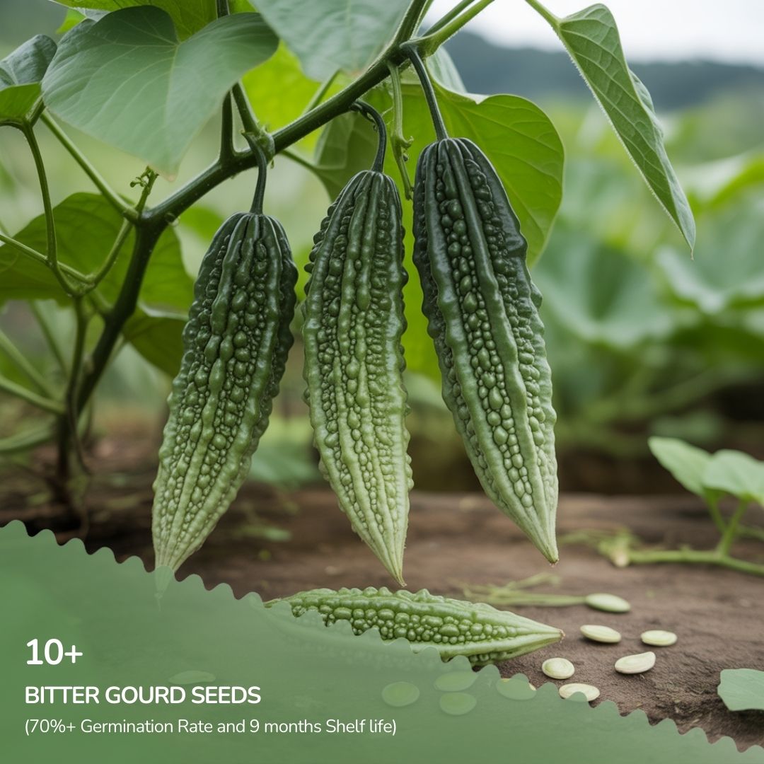 Organic Bitter Gourd Seeds