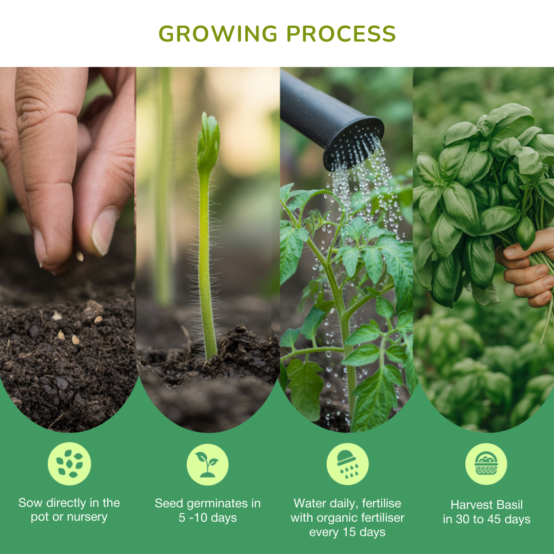 Chef's Herbs Collection Seeds Bundle (Basil, Oregano, Rosemary and Purple Basil)
