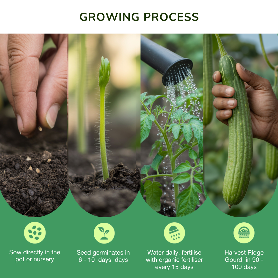 4-in-1 Gourd Garden Bundle (Ridge Gourd, Bitter Gourd, Snake Gourd, & Apple Gourd)
