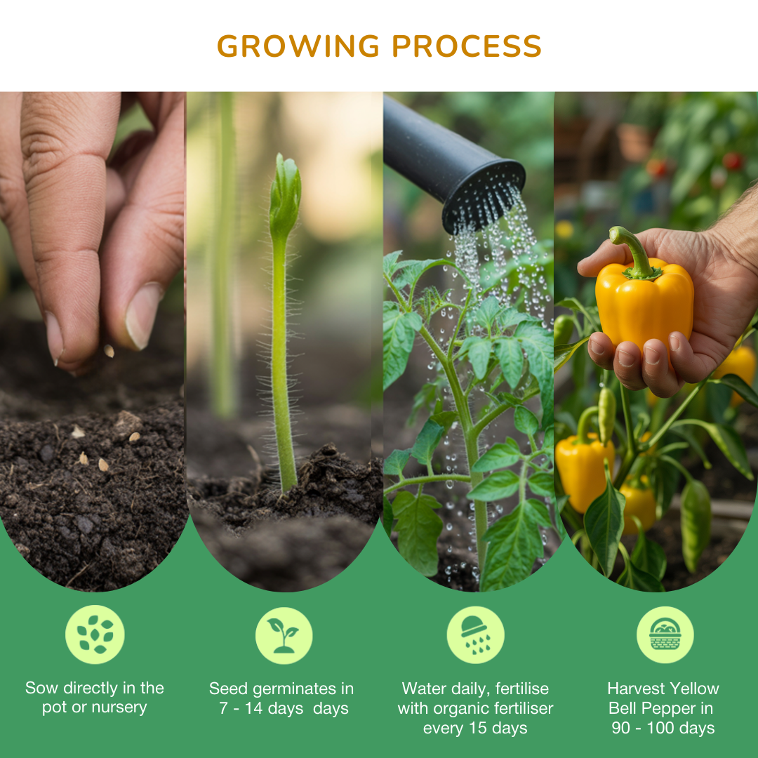 🌶️ Valar Pepper Trio Seeds Bundle – Capsicum, Red & Yellow Bell Pepper