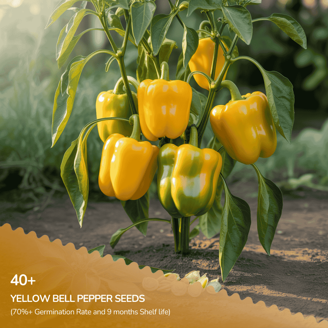 Organic Yellow Bell Pepper Seeds