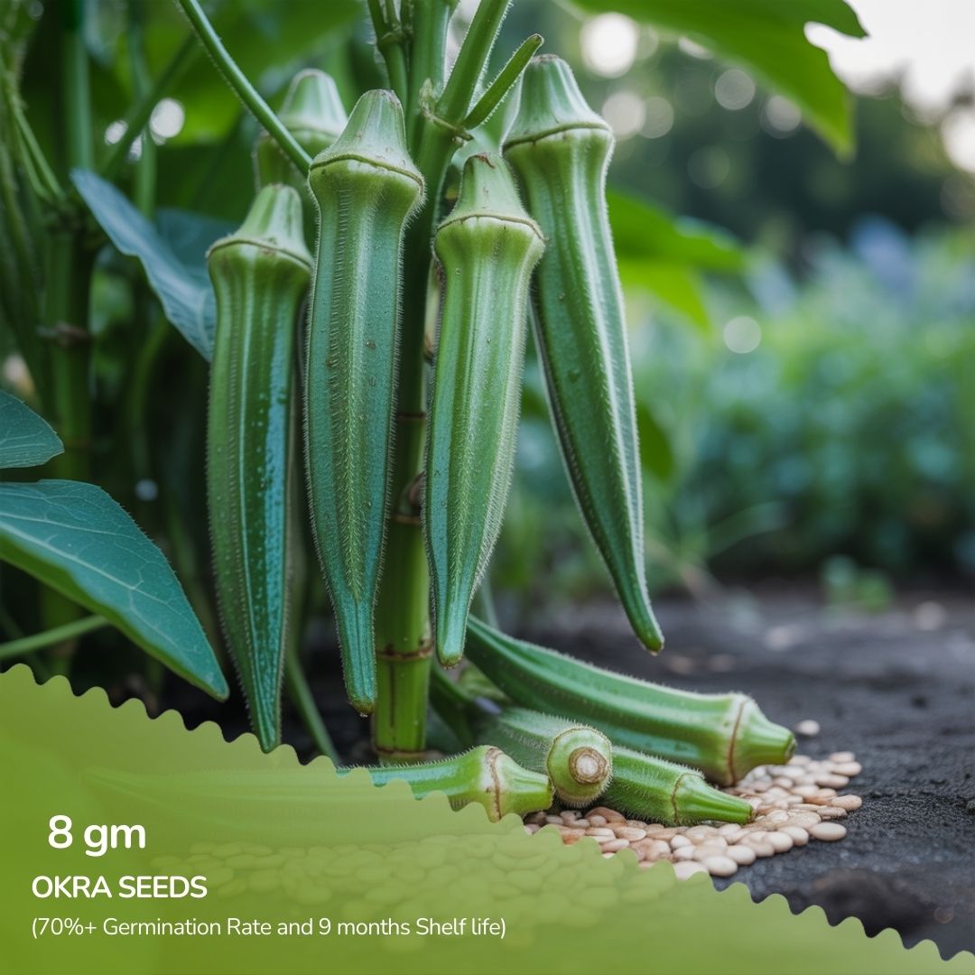 Organic Green okra Seeds