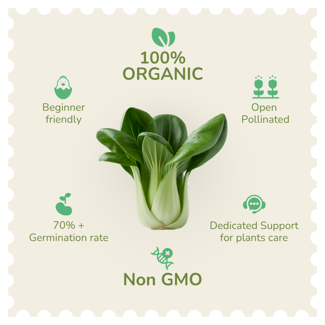 Organic Pakchoi Seeds