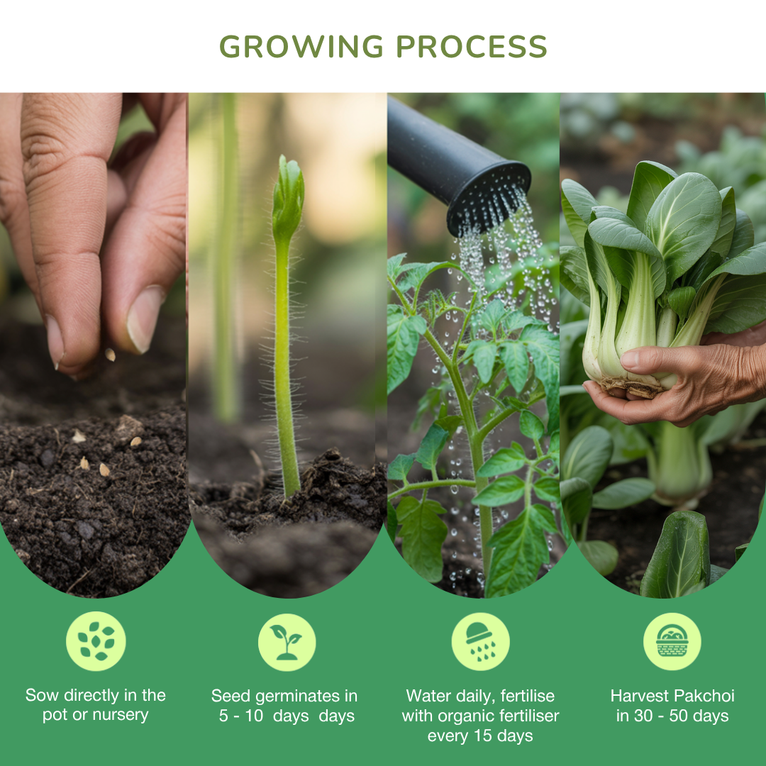 Organic Pakchoi Seeds