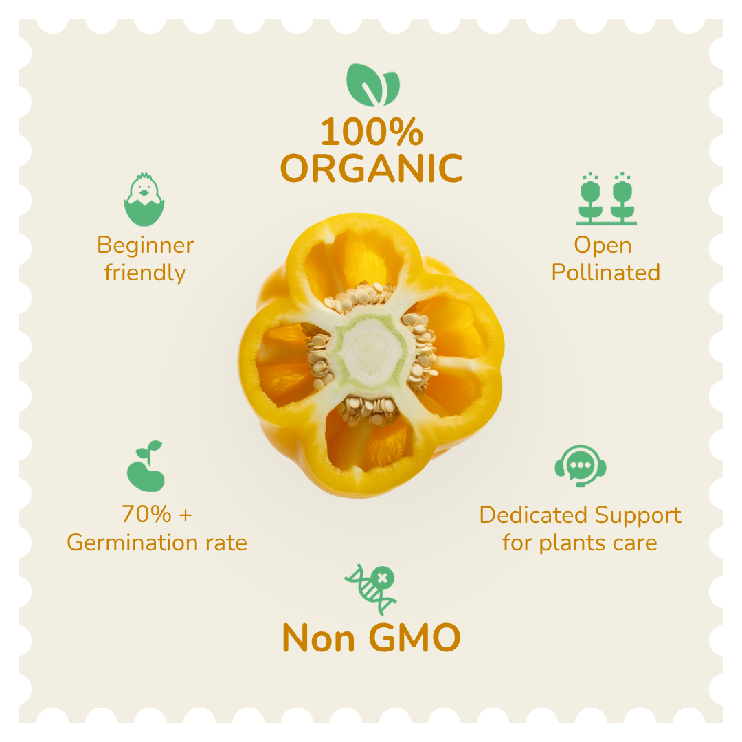 Organic Yellow Bell Pepper Seeds