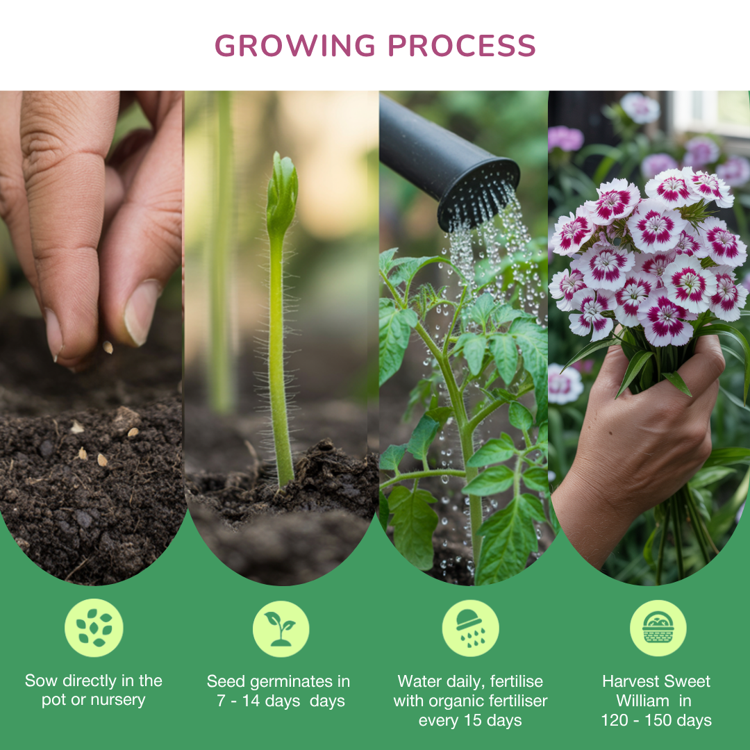 Organic Sweet William Seeds